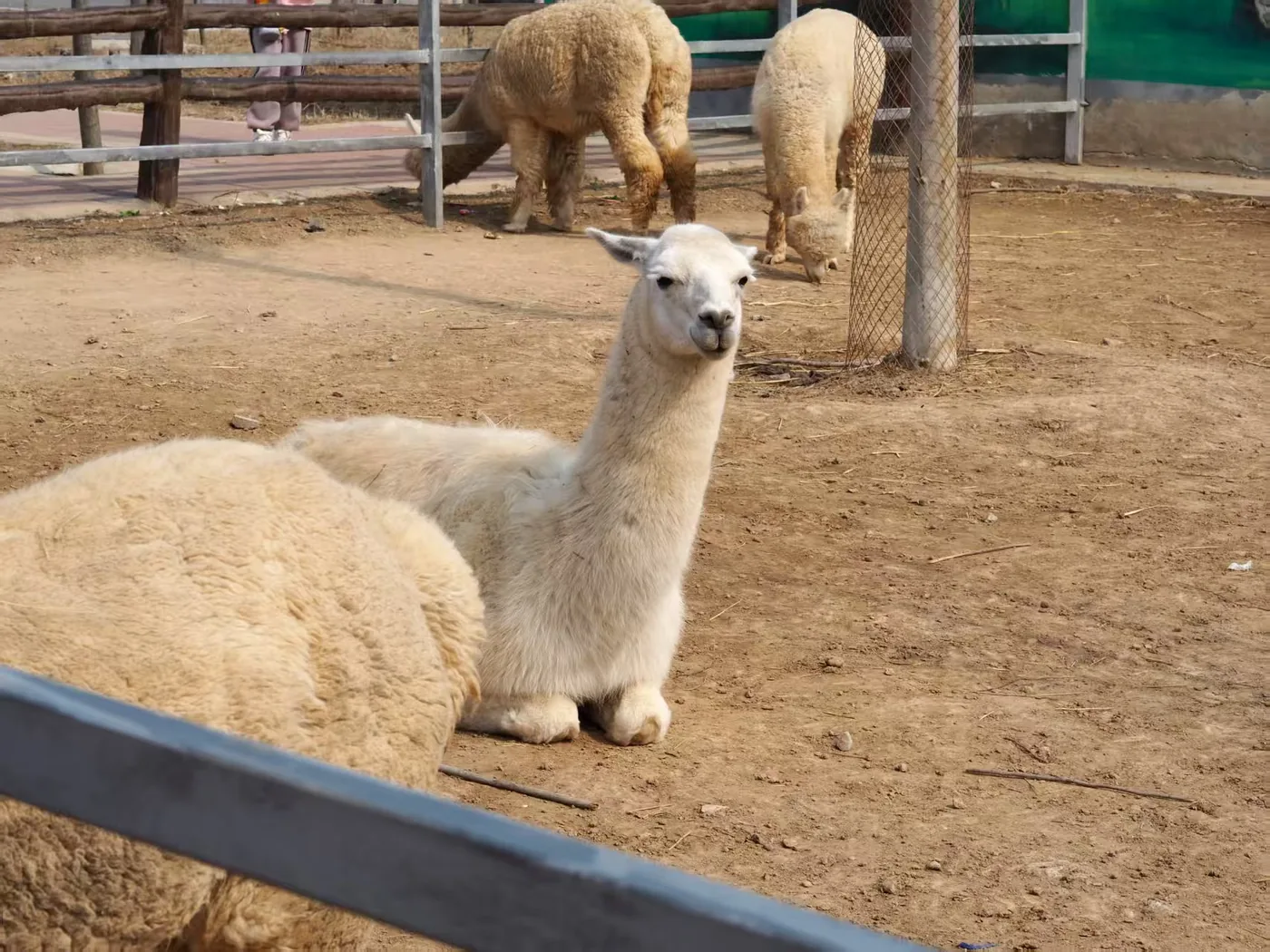 Alpaca resting in an outdoor enclosure