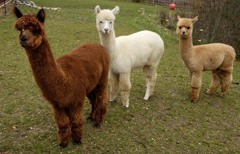 Three alpacas standing together in a pasture