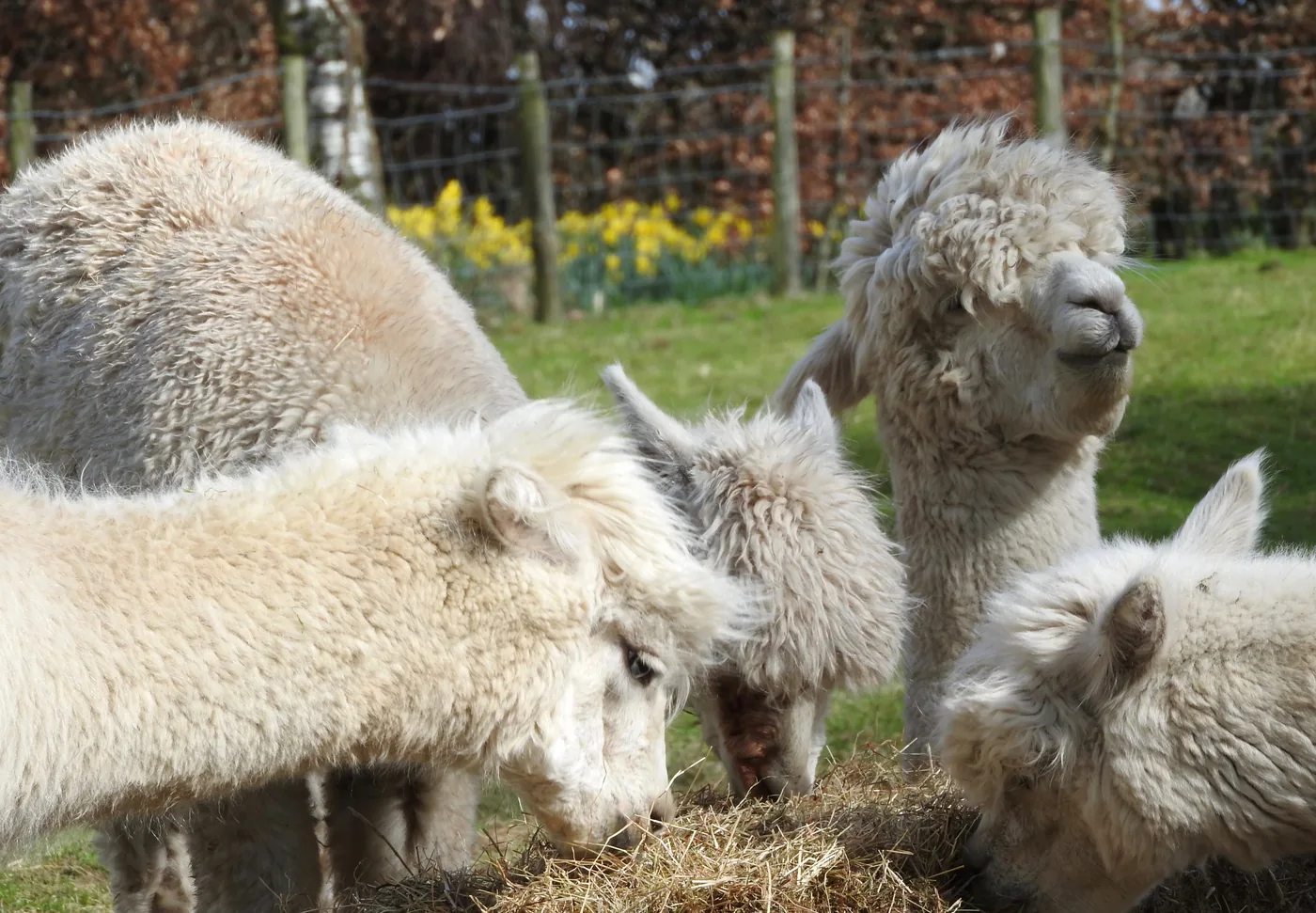 Alpacas eating hay together outdoors
