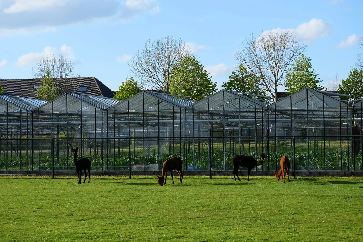 Alpacas grazing in a green field