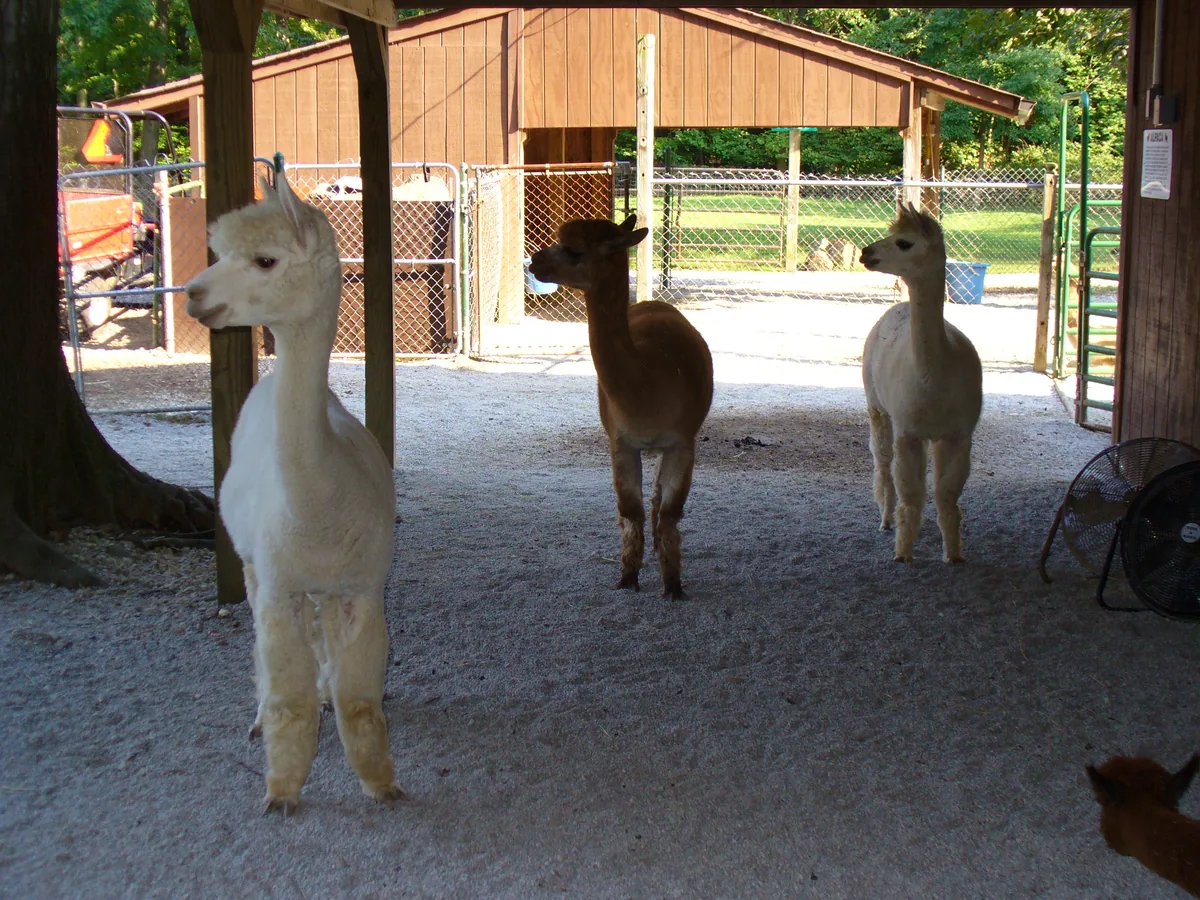 Alpacas standing in a sheltered farm enclosure