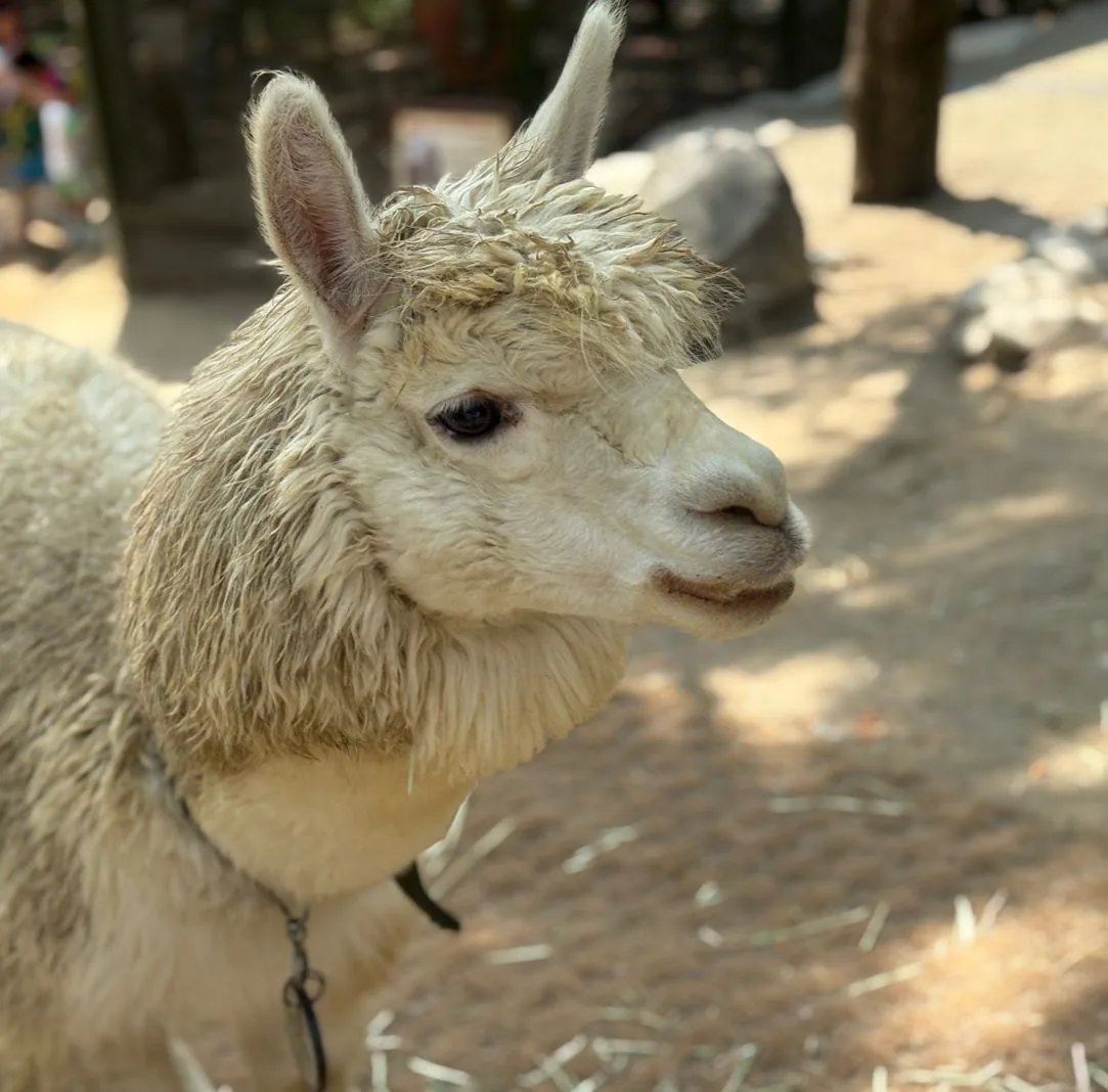 Close view of a light-colored alpaca
