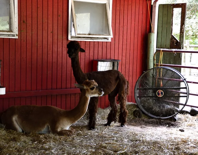 Alpaca Heat Stress