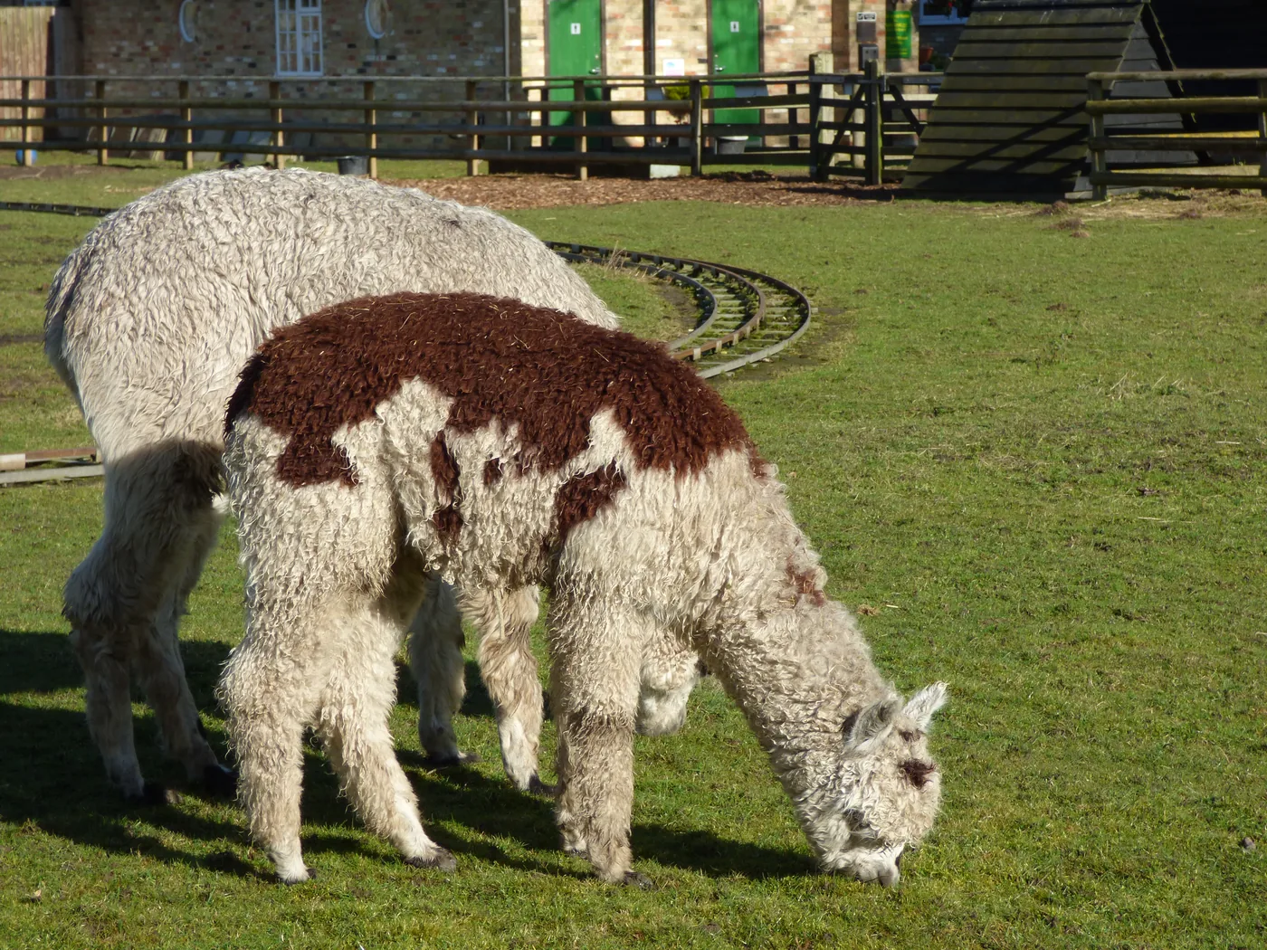 Two alpacas grazing together in a green fenced pasture