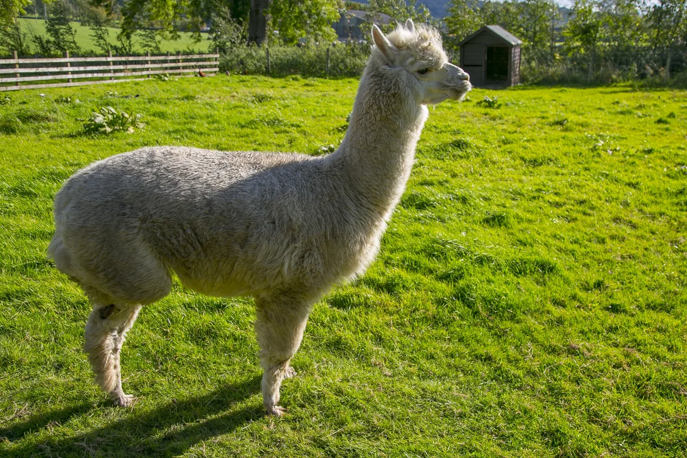A white alpaca with a short body coat standing on green pasture