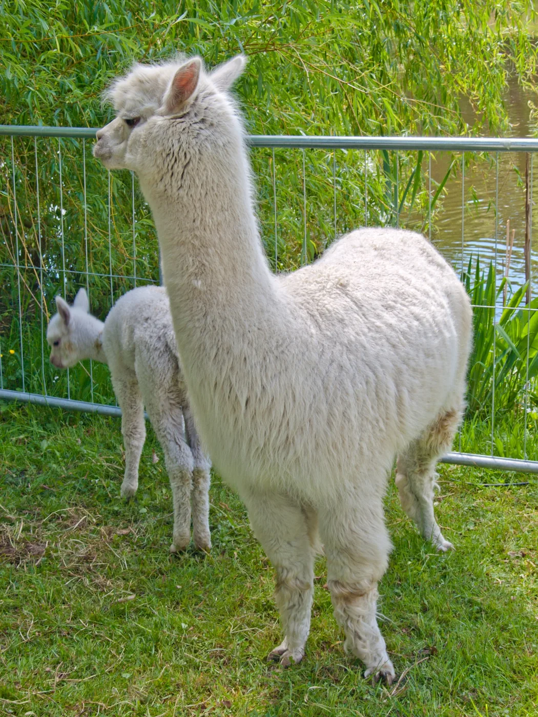 An adult white alpaca and cria beside trees in a fenced enclosure
