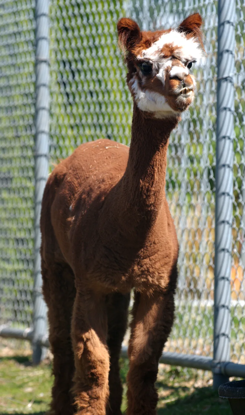 Close-up photograph of an alpaca outdoors
