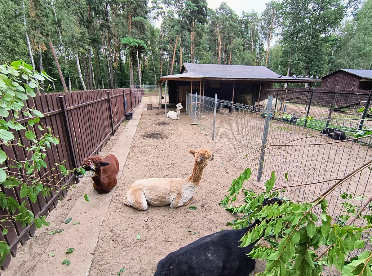 Alpacas and other animals outdoors