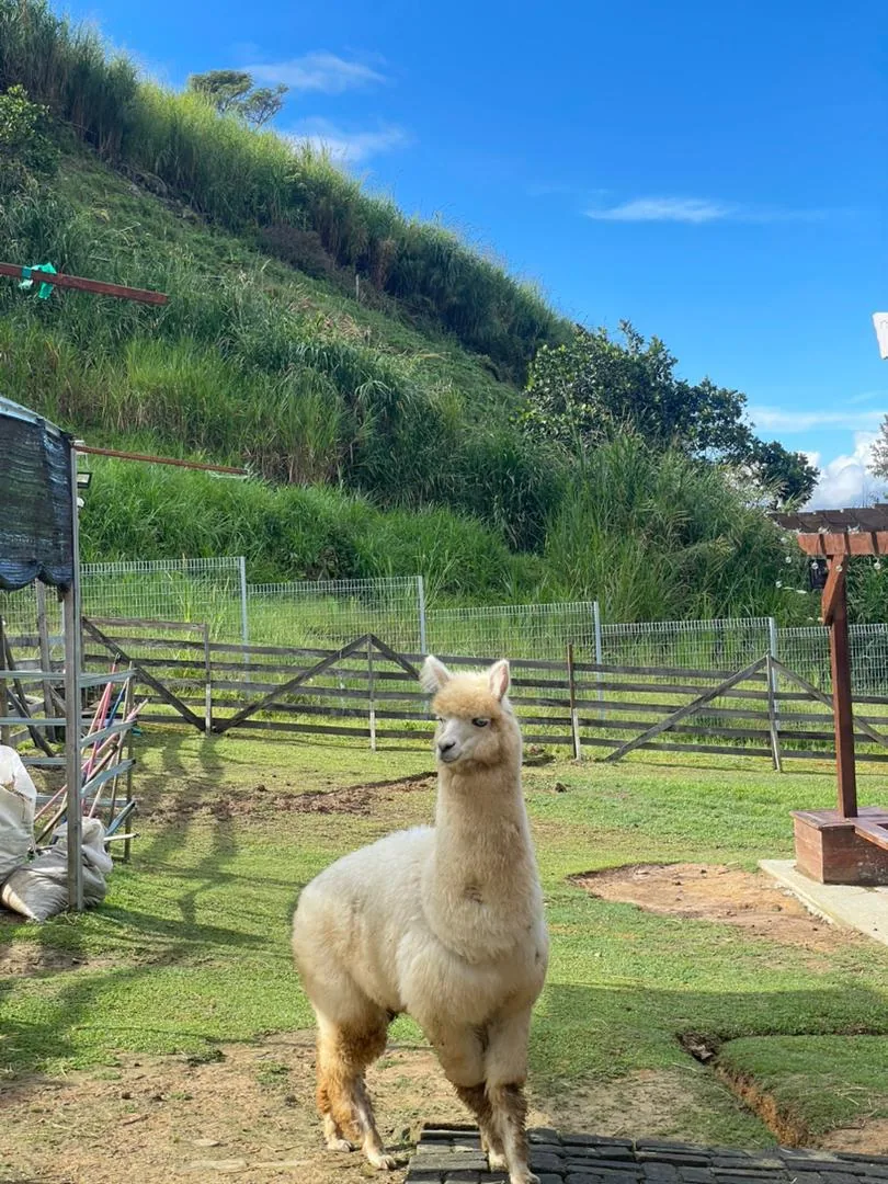 White alpaca eating forage