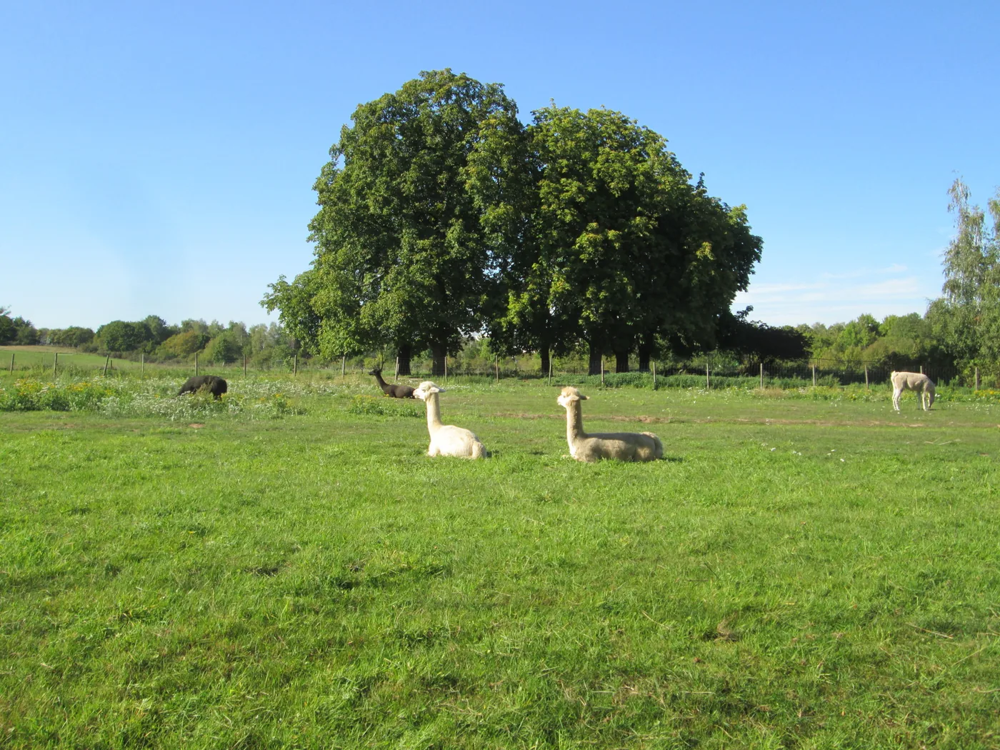 Alpacas eating hay under shelter