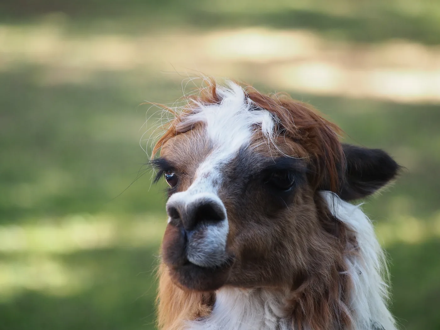 An alpaca in an outdoor farm pasture