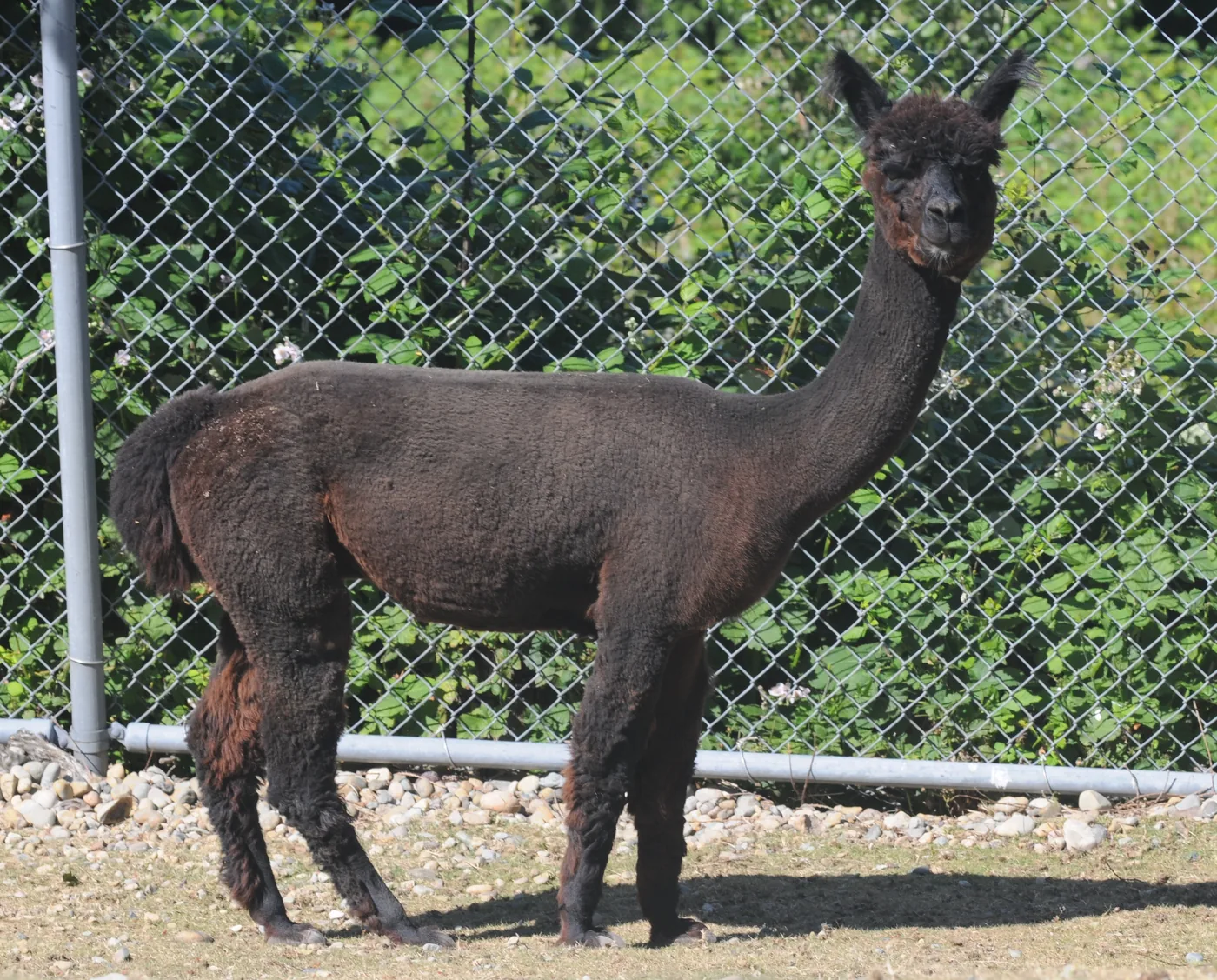 Alpaca photographed outdoors