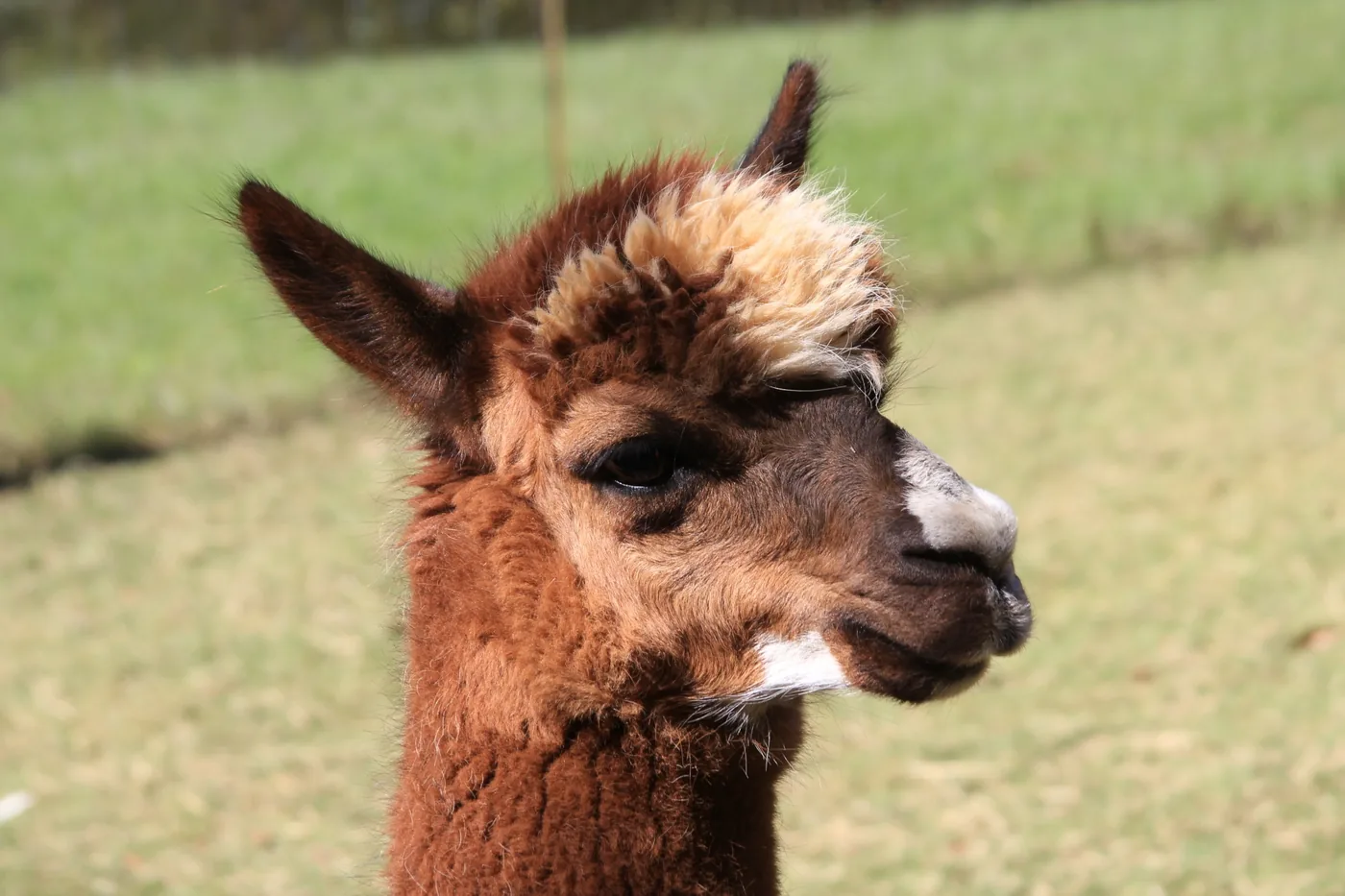 Close-up of an alpaca showing its fleece-covered head and neck