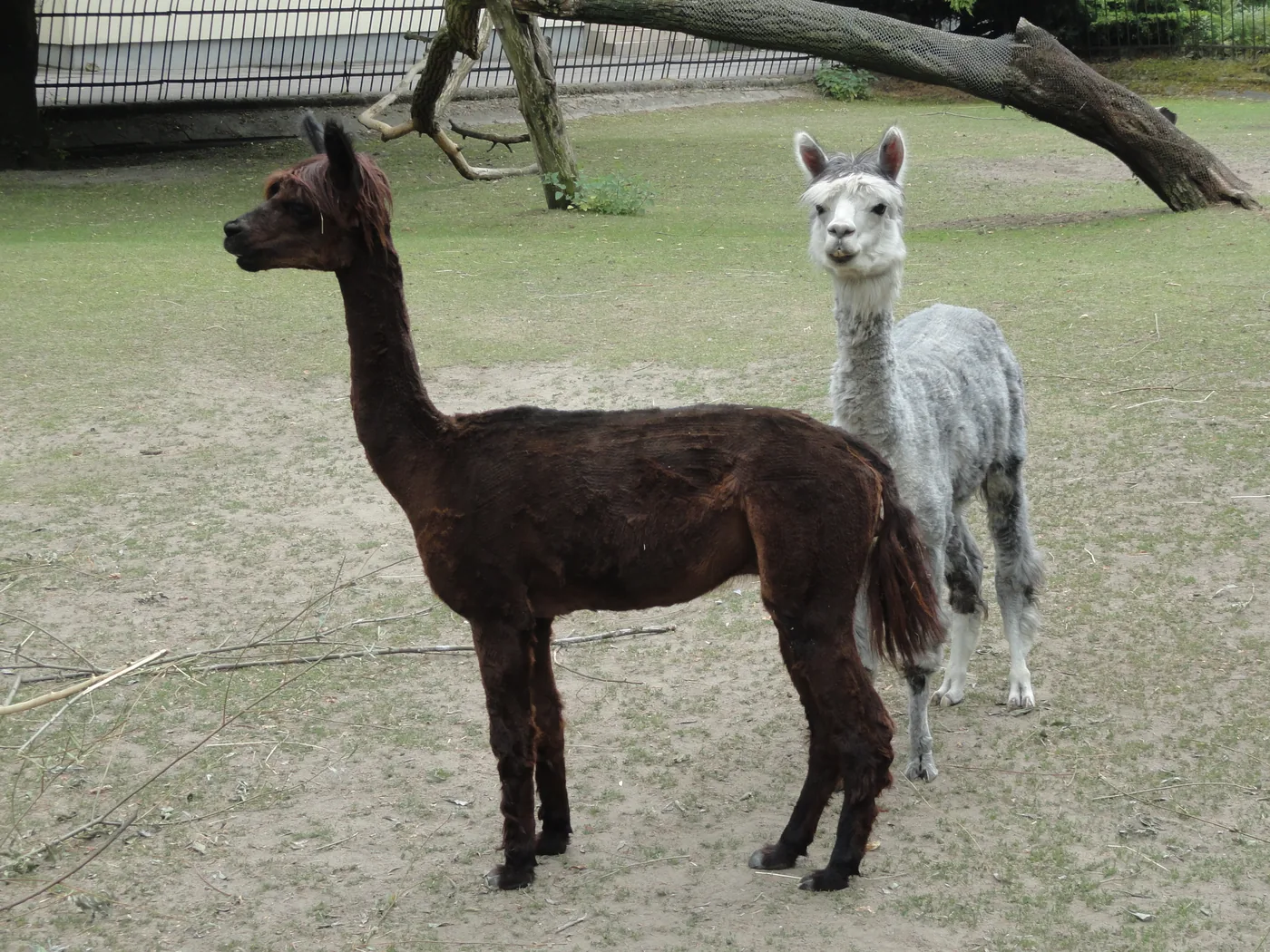 Two alpacas with short coats in an outdoor enclosure