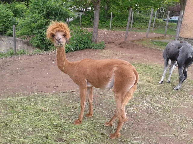Alpaca Shearing