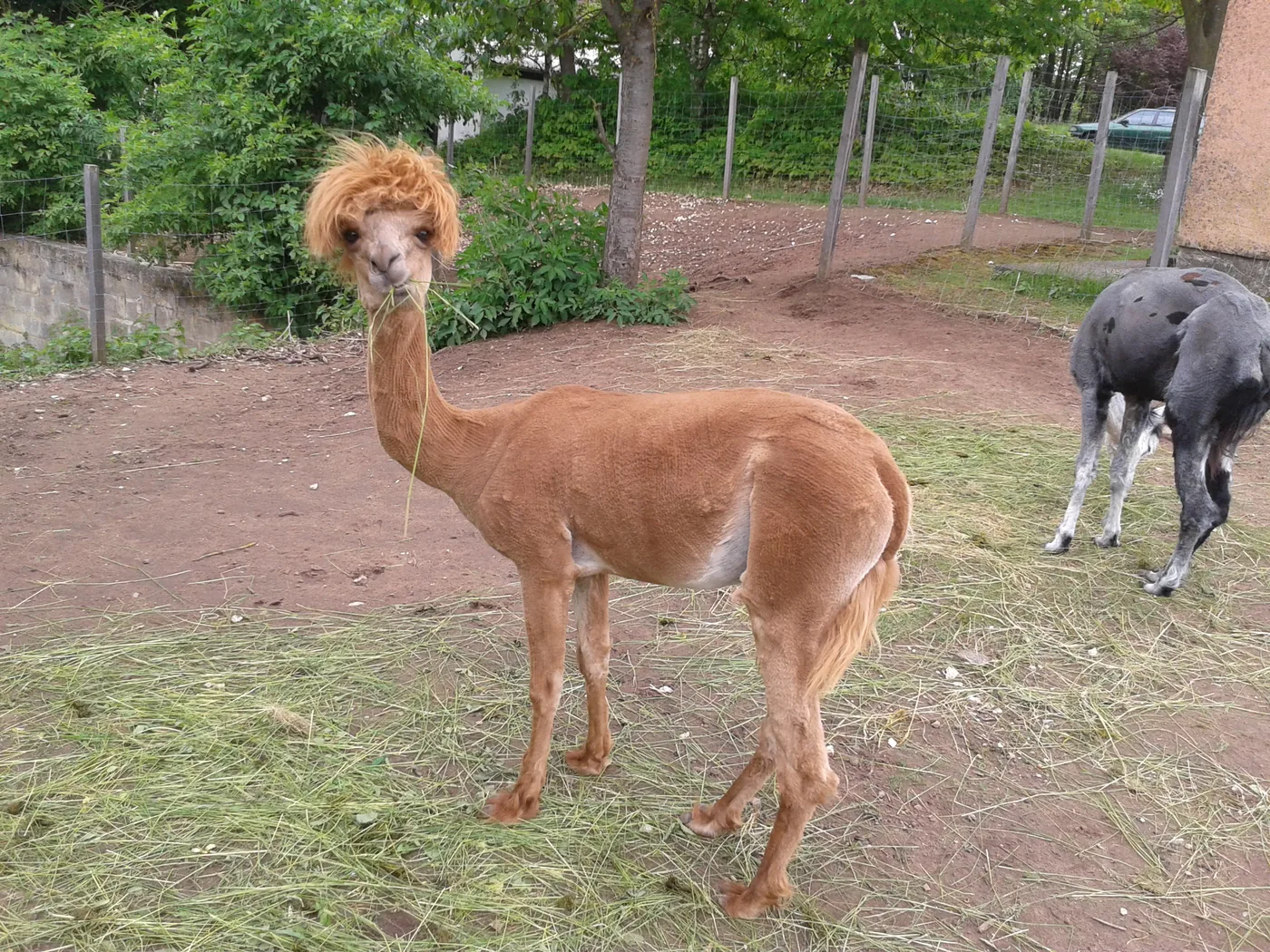 A shorn alpaca standing in an outdoor enclosure