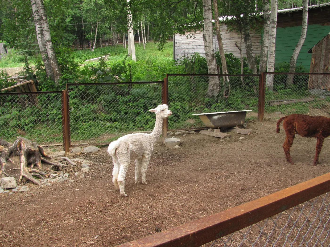 Alpacas in a tree-lined enclosure beside a shelter