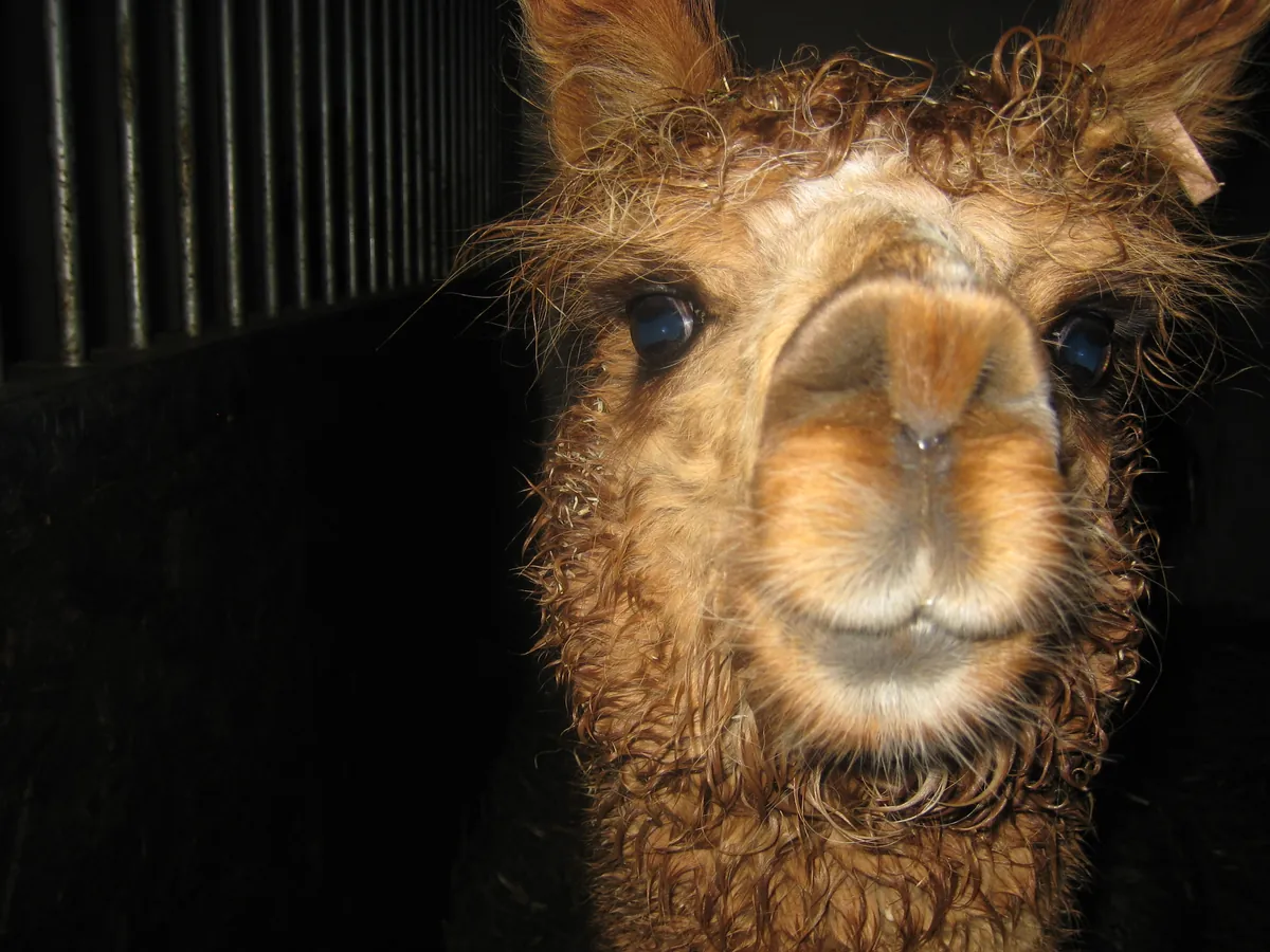 Close view of an alpaca face and ears