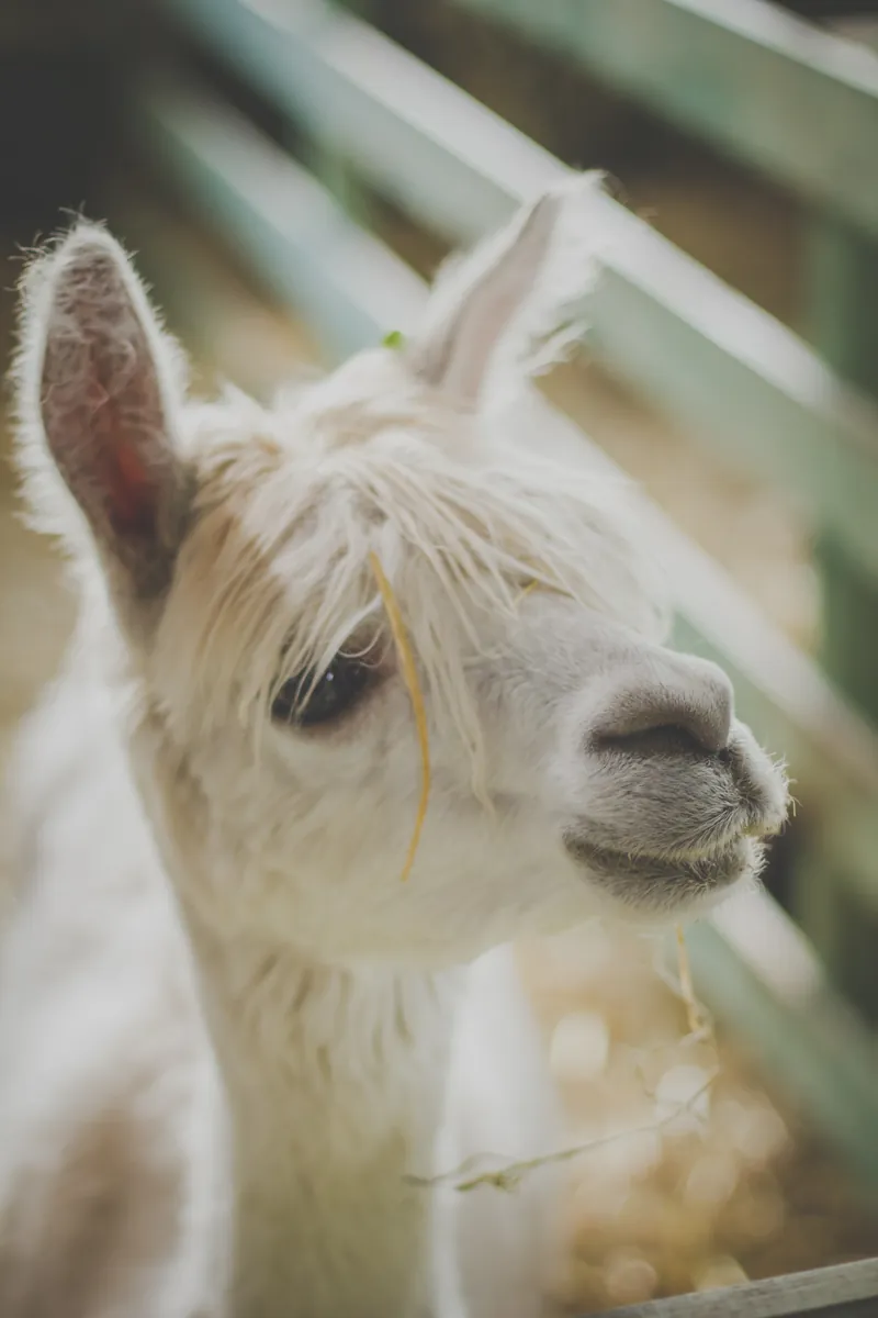 Alpaca photographed outdoors
