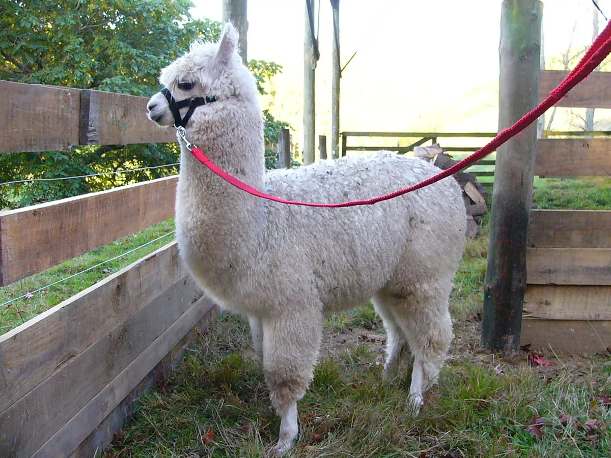An alpaca observed in a farm setting