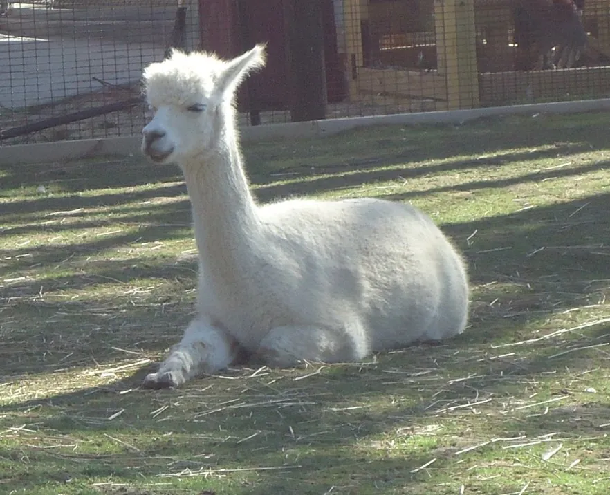 An alpaca resting in a field