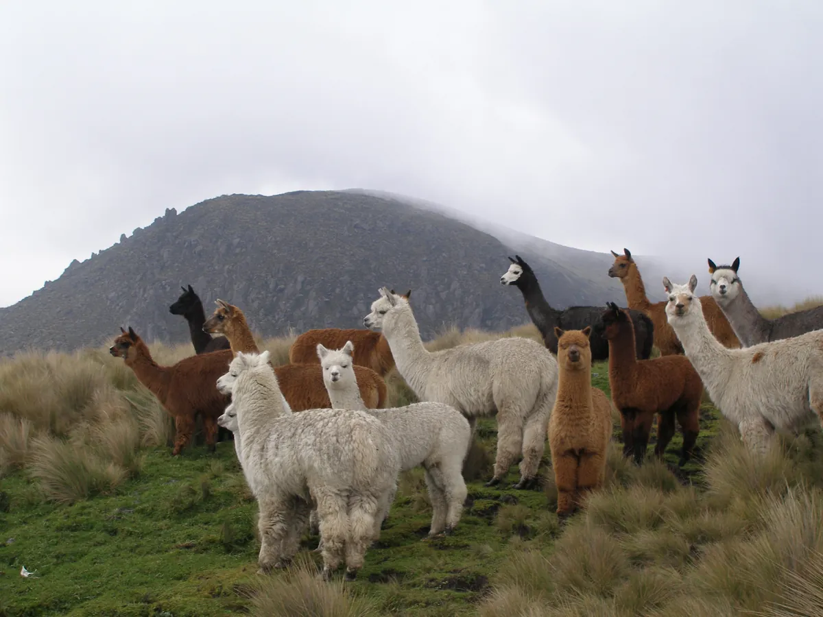 Alpacas in a group in an open pasture