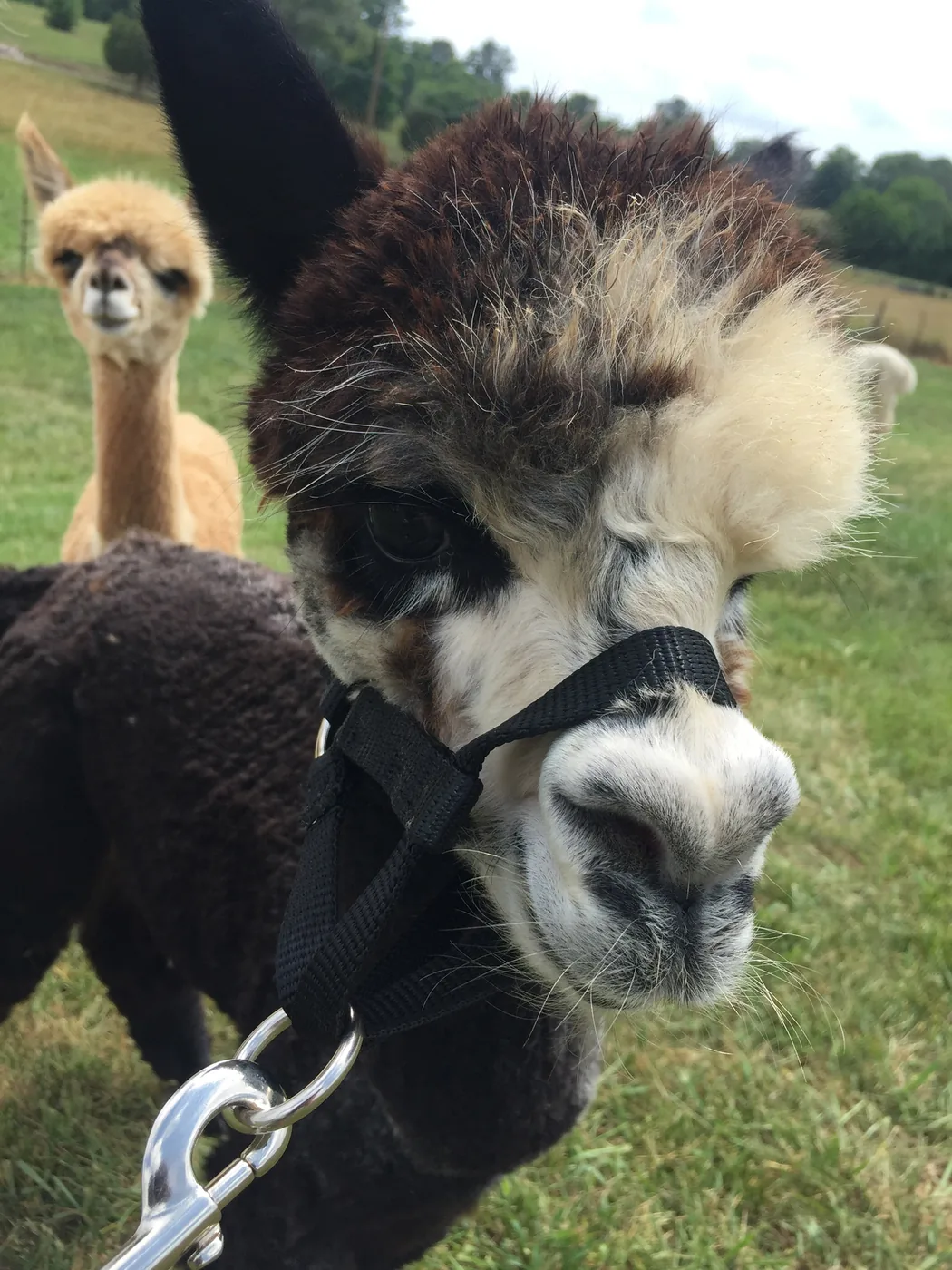 A young black and white alpaca wearing a halter outdoors