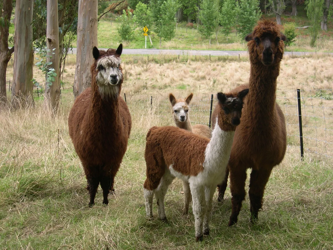 Four alpacas standing together on pasture