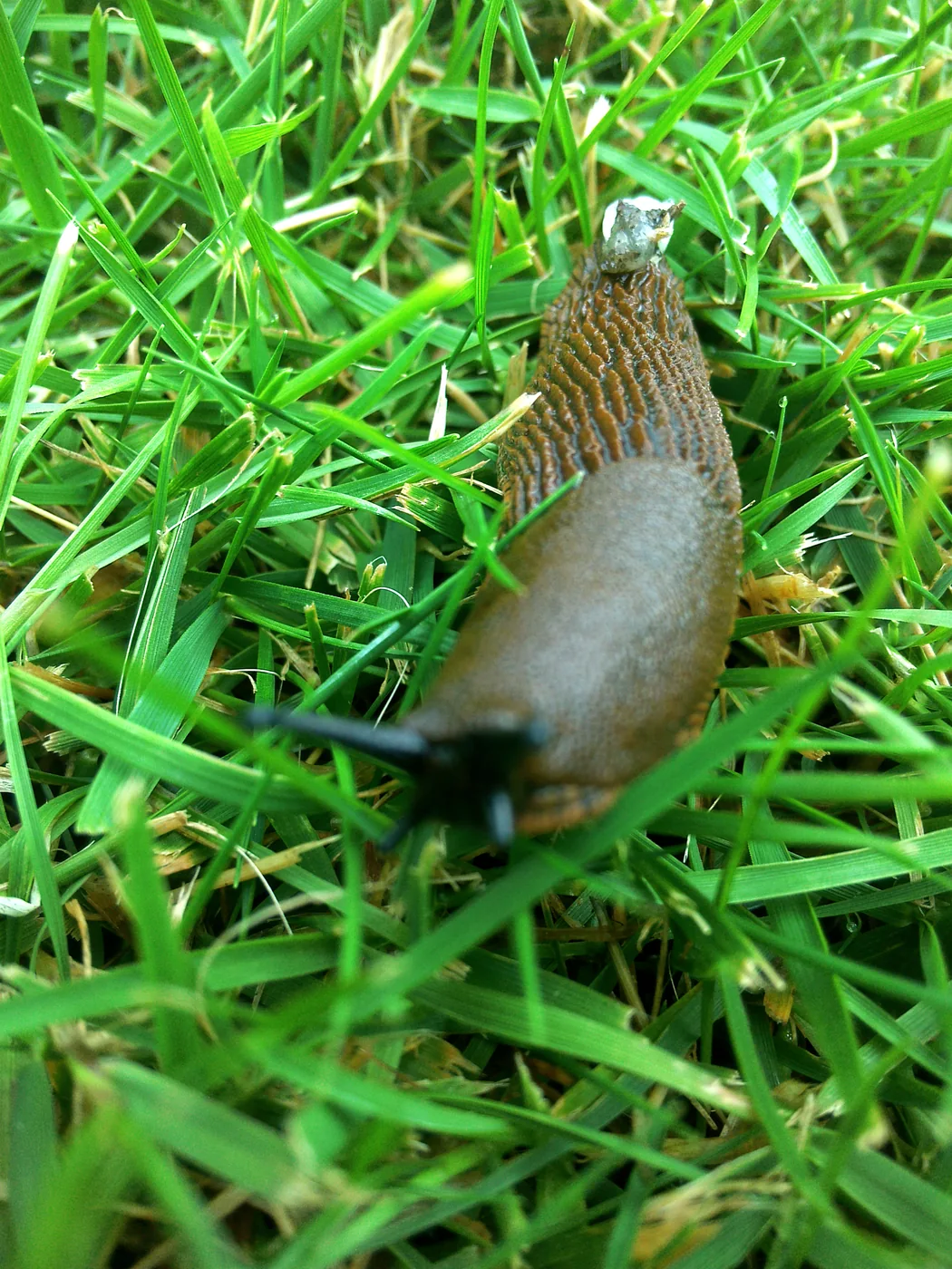 A slug among blades of grass