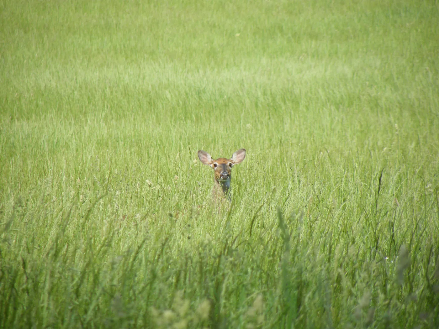 A white-tailed deer looking out from tall grass