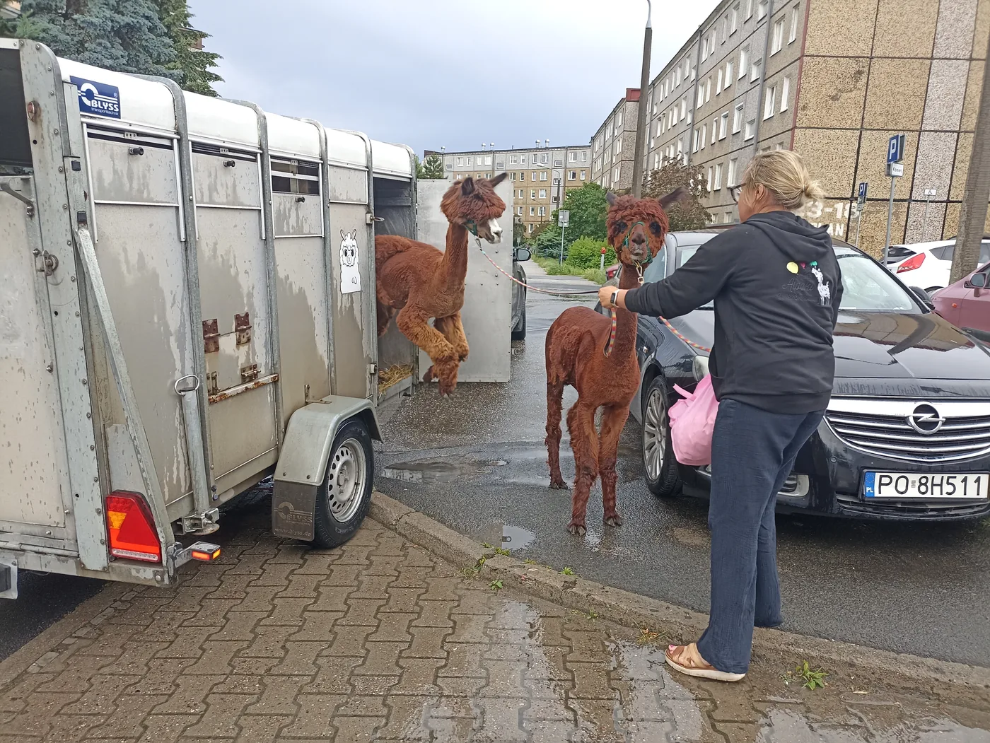 Transporting Alpacas