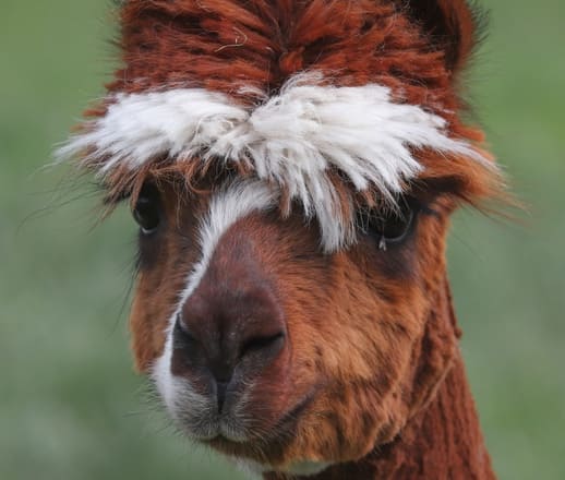 alpaca pictures about