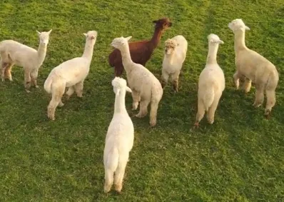 Llamas and alpacas in a pasture