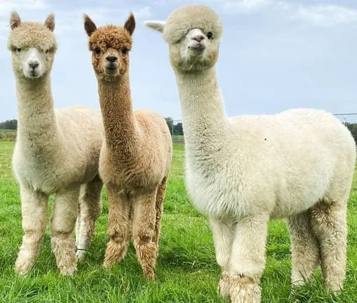 Alpacas in full fleece before shearing