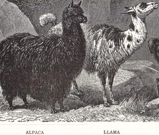 history alpaca association