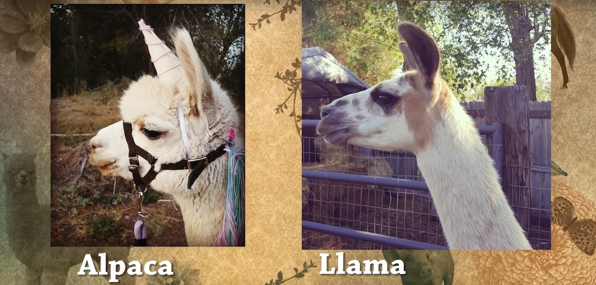 Alpacas and llamas