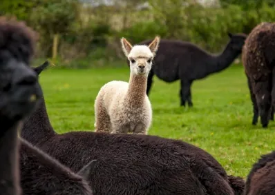 A light-colored alpaca standing among other alpacas in a herd