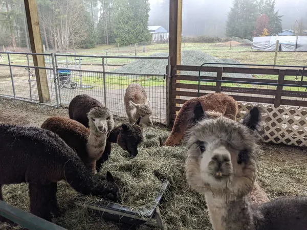 Alpacas eating hay at a farm shelter