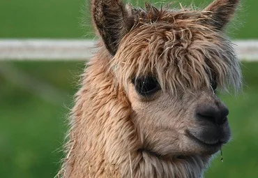 Close-up of an alpaca in full fleece