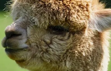 Close-up of an alpaca