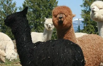 Alpaca Photos Gallery