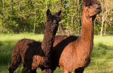 Two alpacas at a farm, for alpaca shows in the Southeast